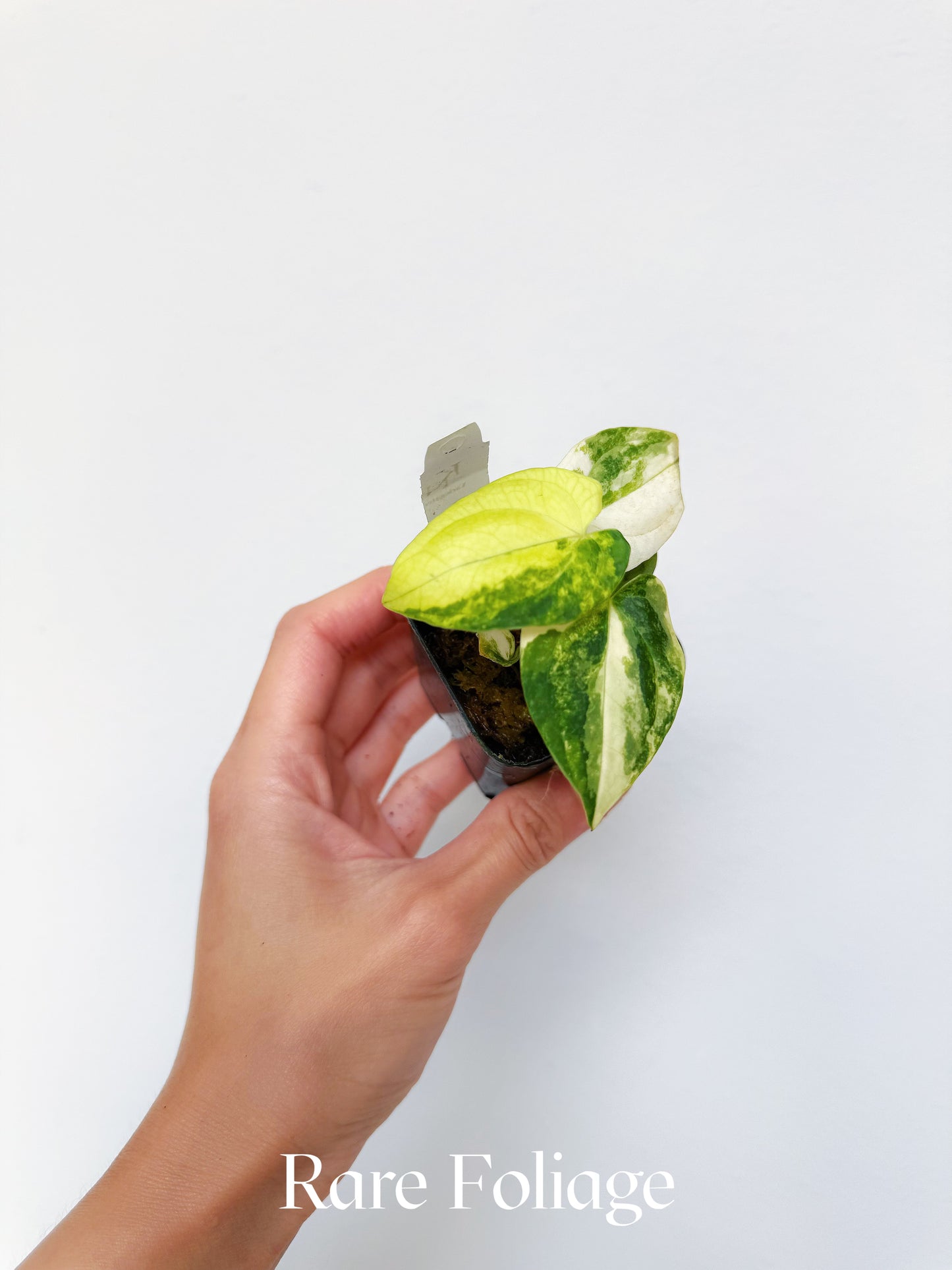 Variegated Anthurium Papillilaminum x Carlablackiae 2"