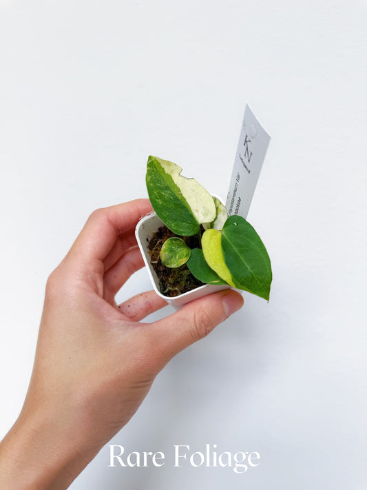 Variegated Anthurium Papillilaminum x RL Carlablackiae 2"