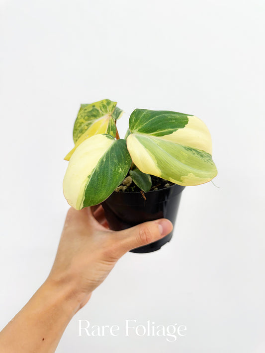 Philodendron Gloriosum Variegated 4"