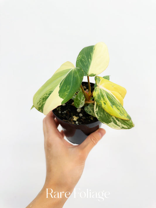 Philodendron Gloriosum Variegated 4"