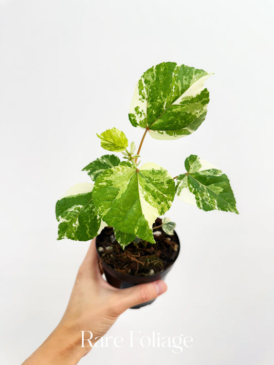 Variegated Hibiscus 4”