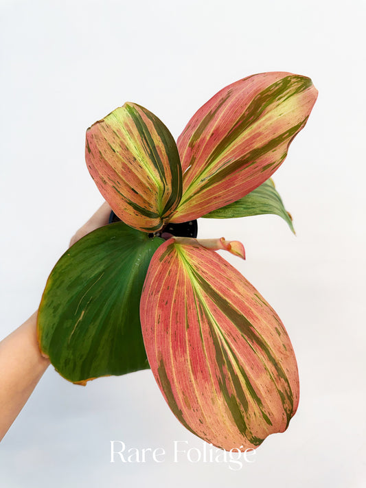 Variegated Kaempferia 4”