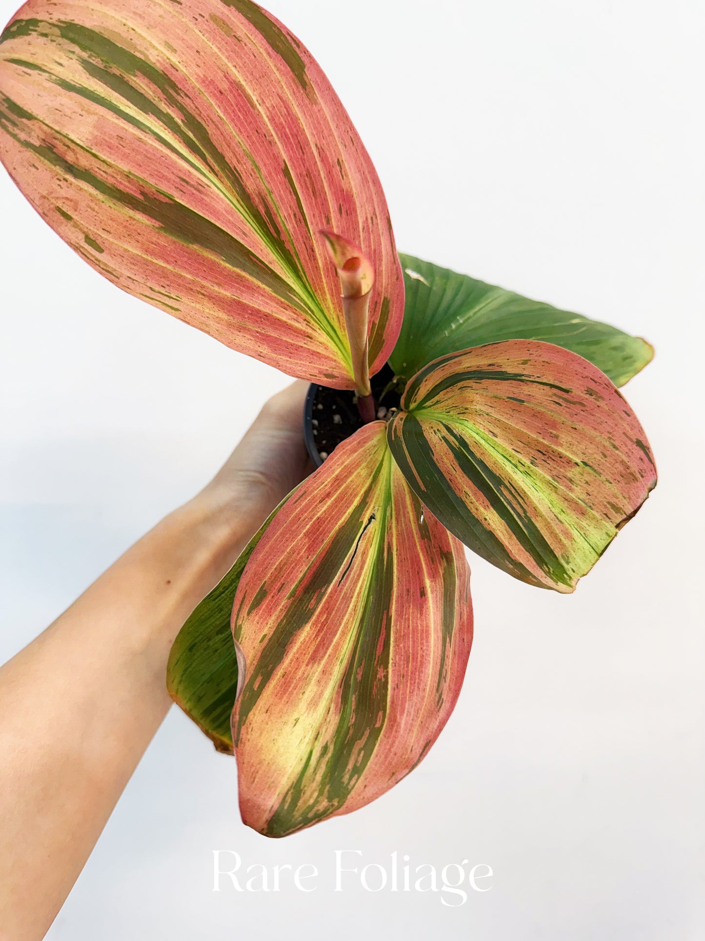 Variegated Kaempferia 4”