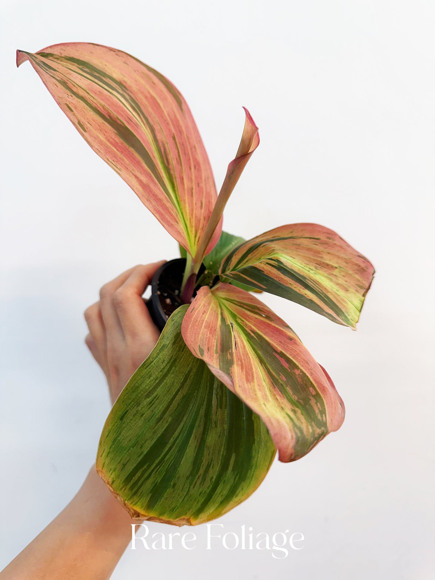 Variegated Kaempferia 4”