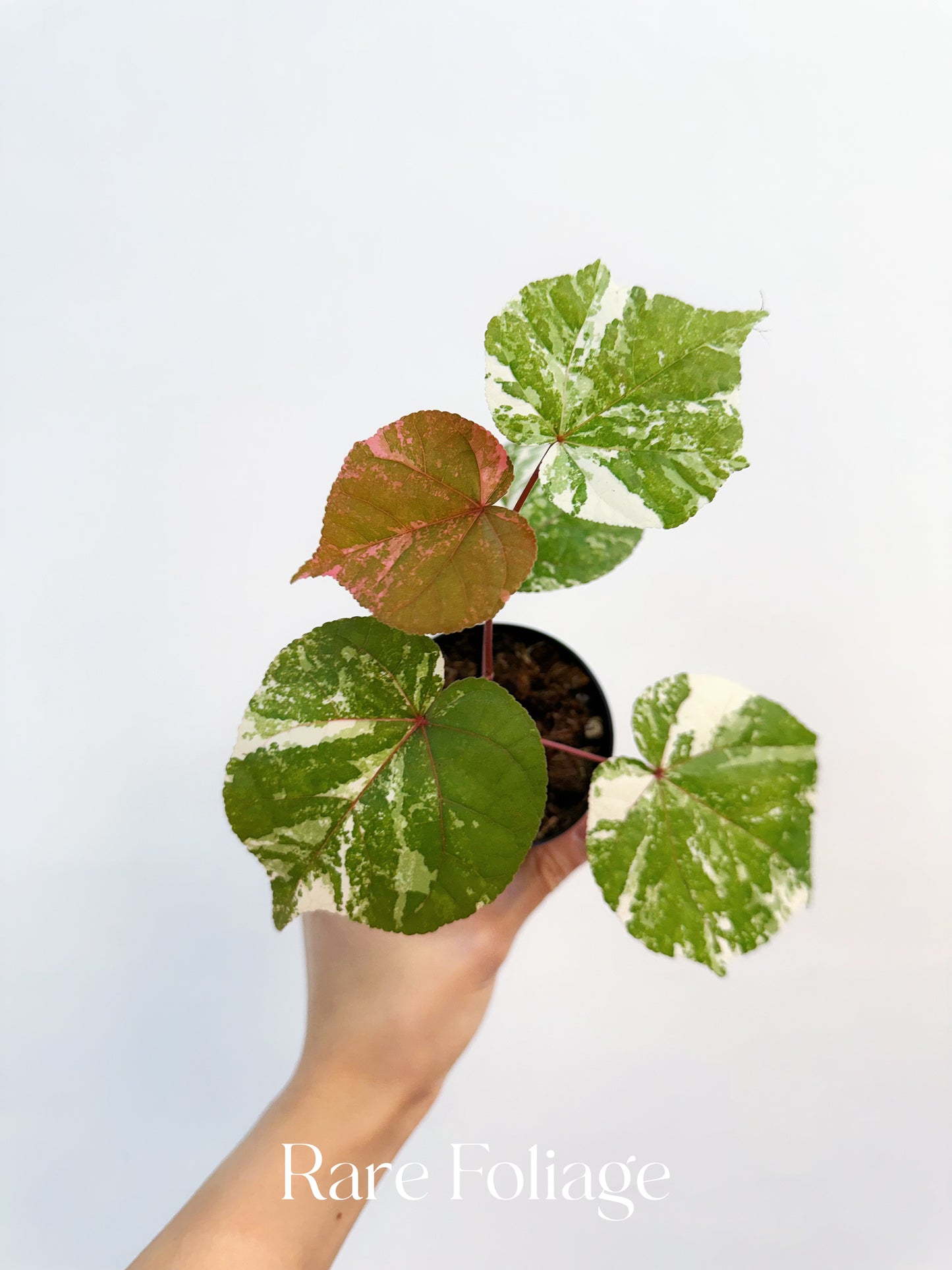 Variegated Mahoe Sea Hibiscus 3”