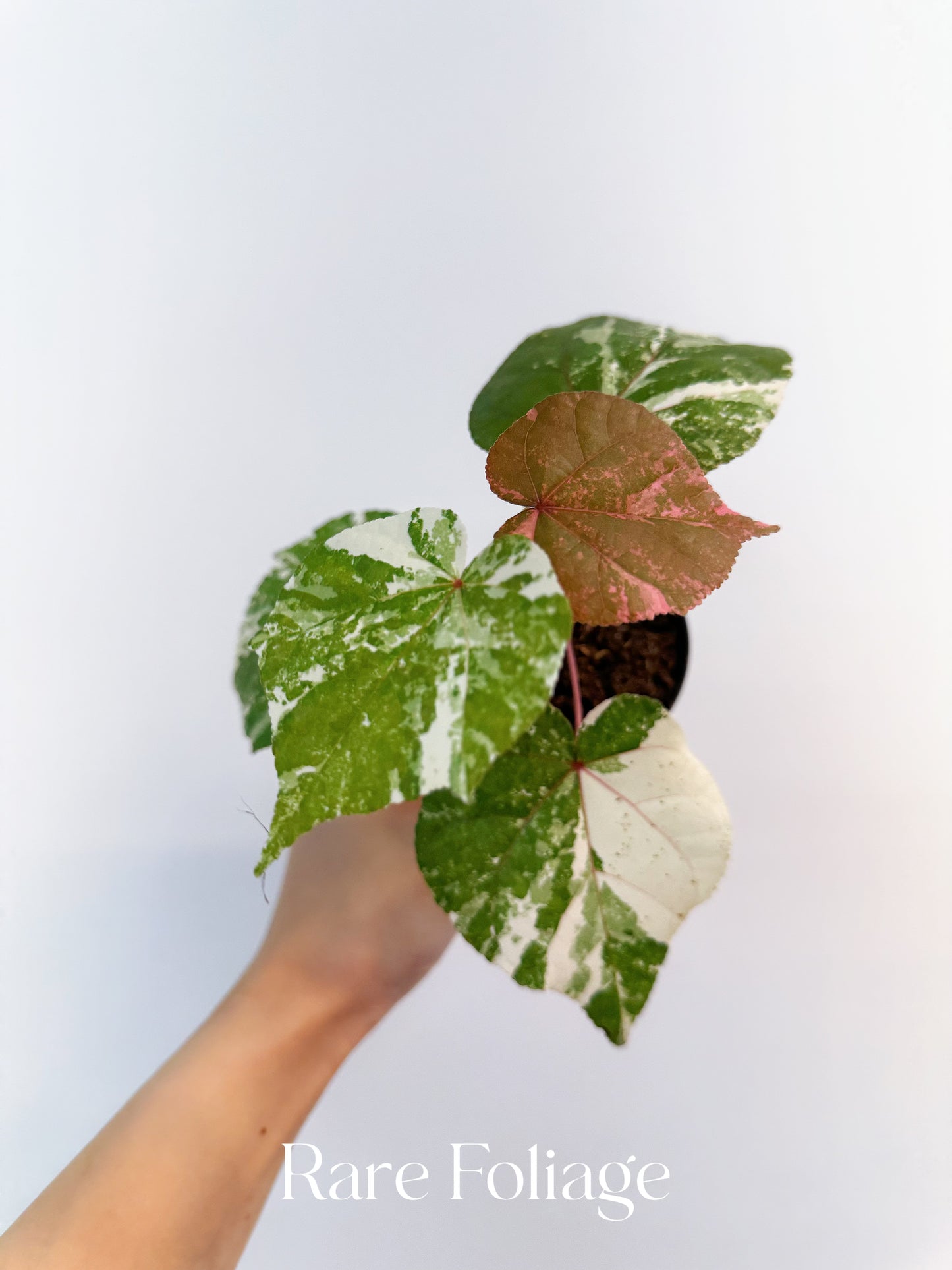 Variegated Mahoe Sea Hibiscus 3”