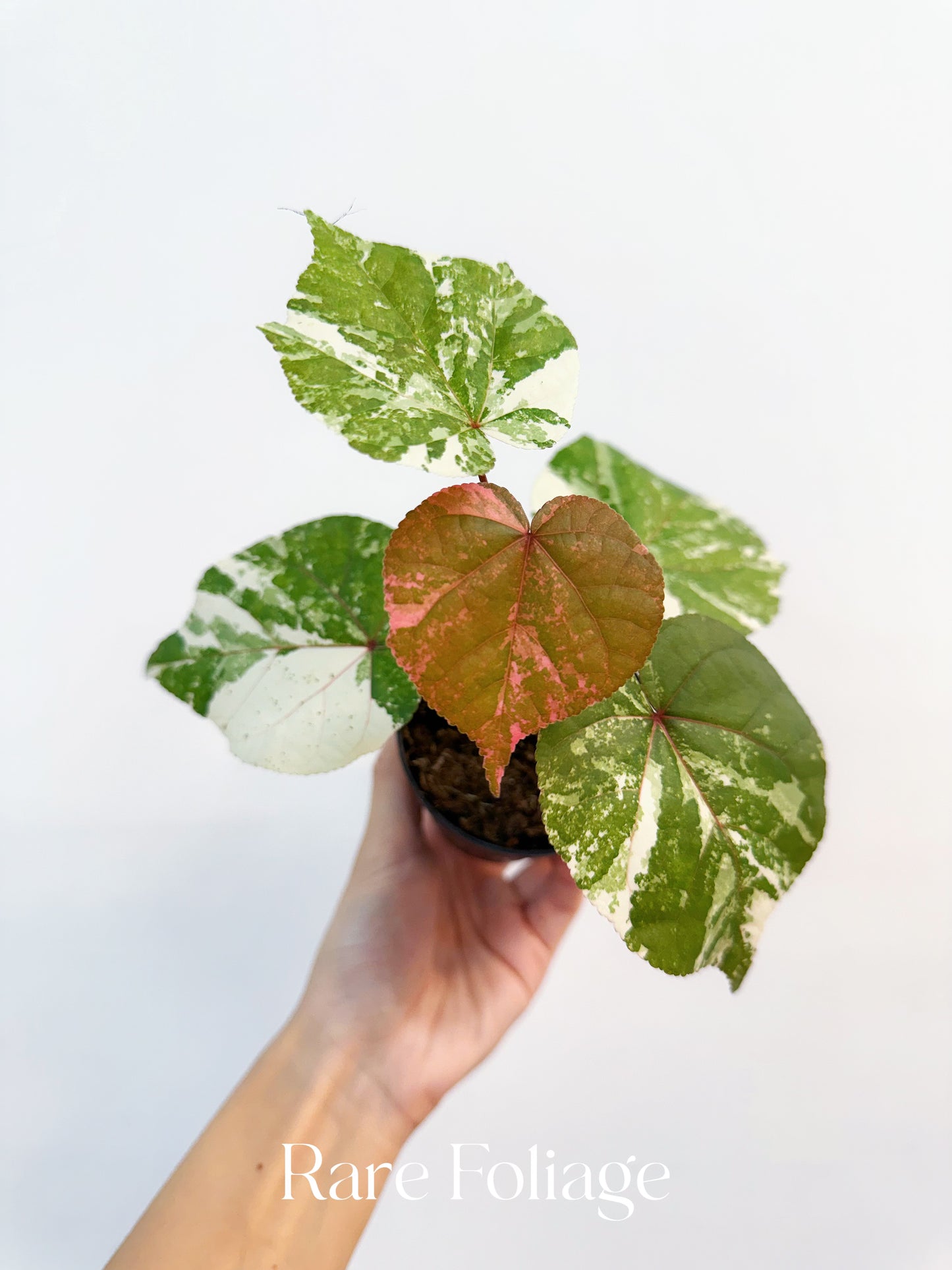 Variegated Mahoe Sea Hibiscus 3”