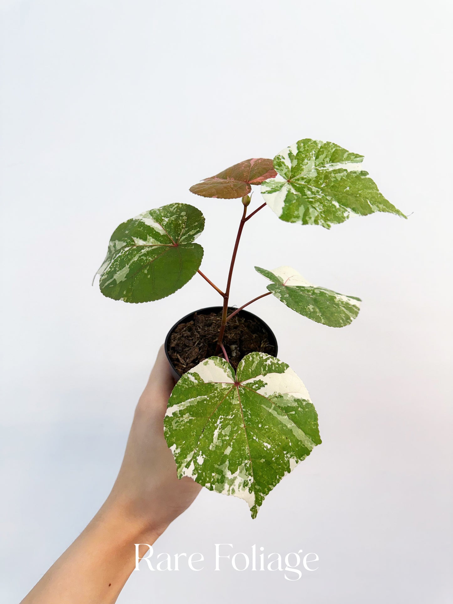 Variegated Mahoe Sea Hibiscus 3”