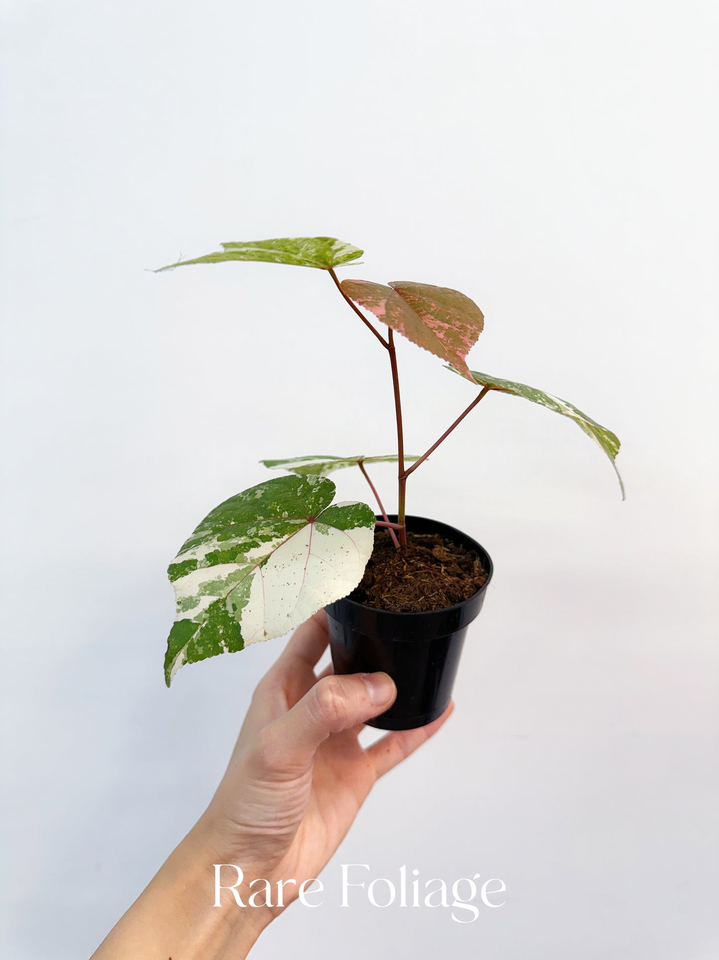 Variegated Mahoe Sea Hibiscus 3”