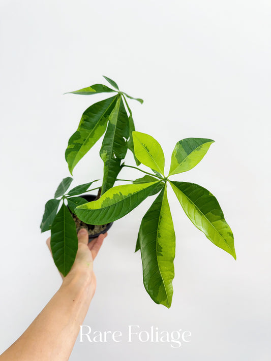 Lemon Lime Variegated Money Tree (Non-Grafted) 4”
