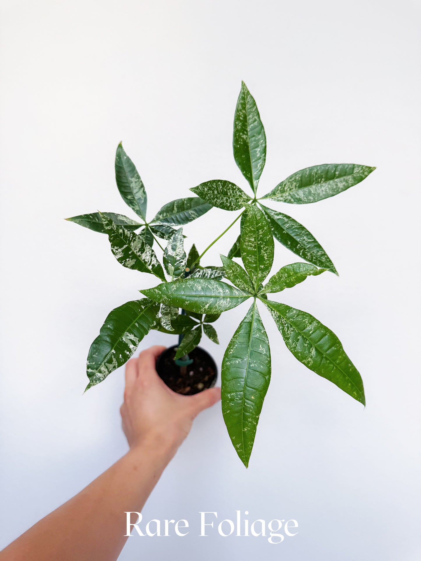 Variegated Money Tree (Non-Grafted) 3”