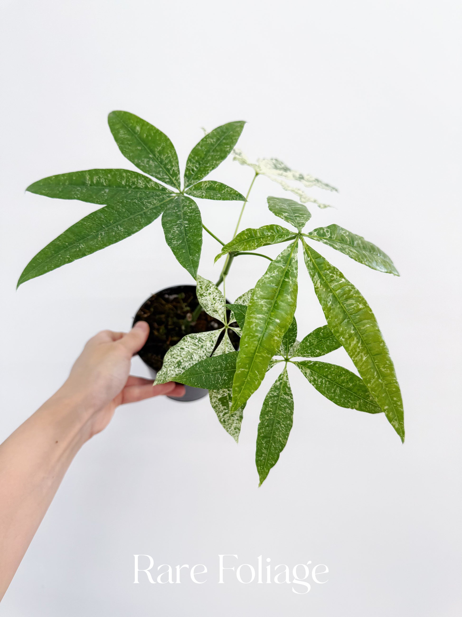 variegated money plant Money Tree Variegated (Non-grafted) 4"