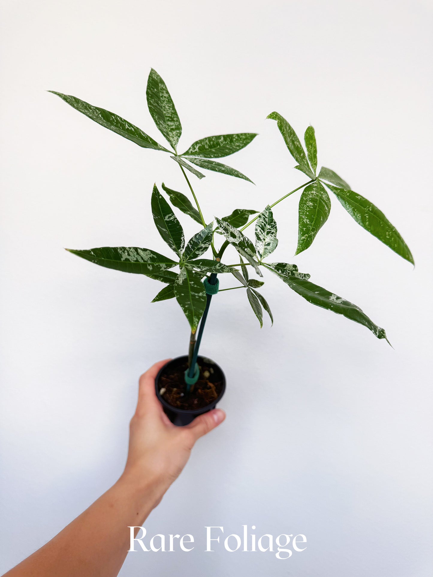 Variegated Money Tree (Non-Grafted) 3”