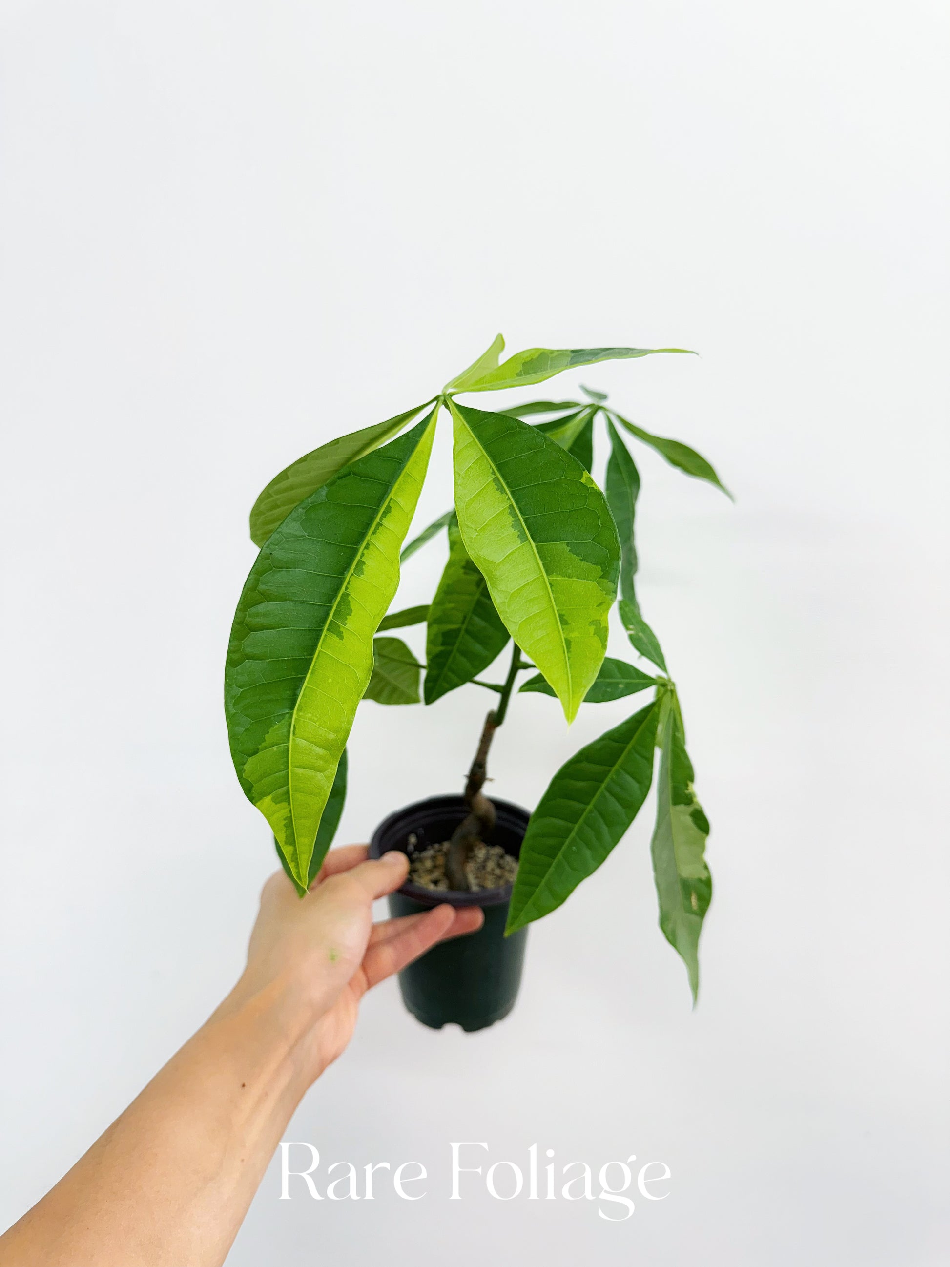money tree lemon grove Lemon Lime Variegated Money Tree (Non-Grafted) 4”