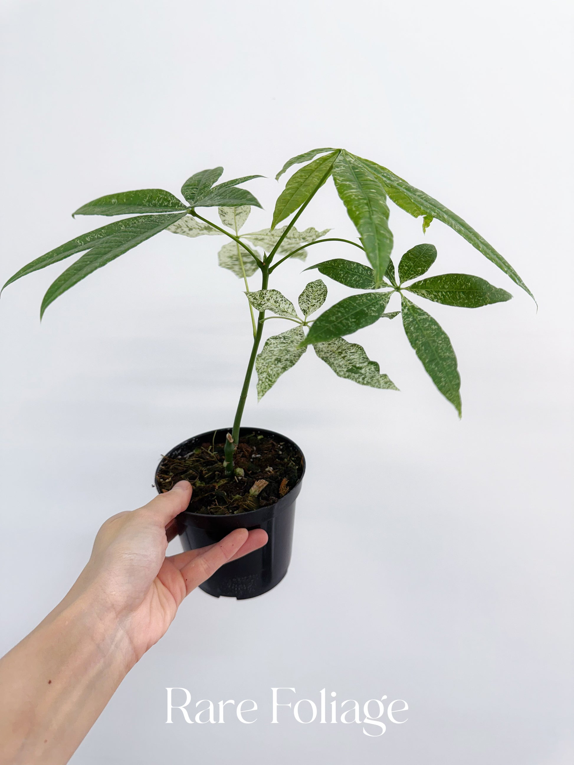 money plant not growing in soil Money Tree Variegated (Non-grafted) 4" – Rare Foliage Plant Co