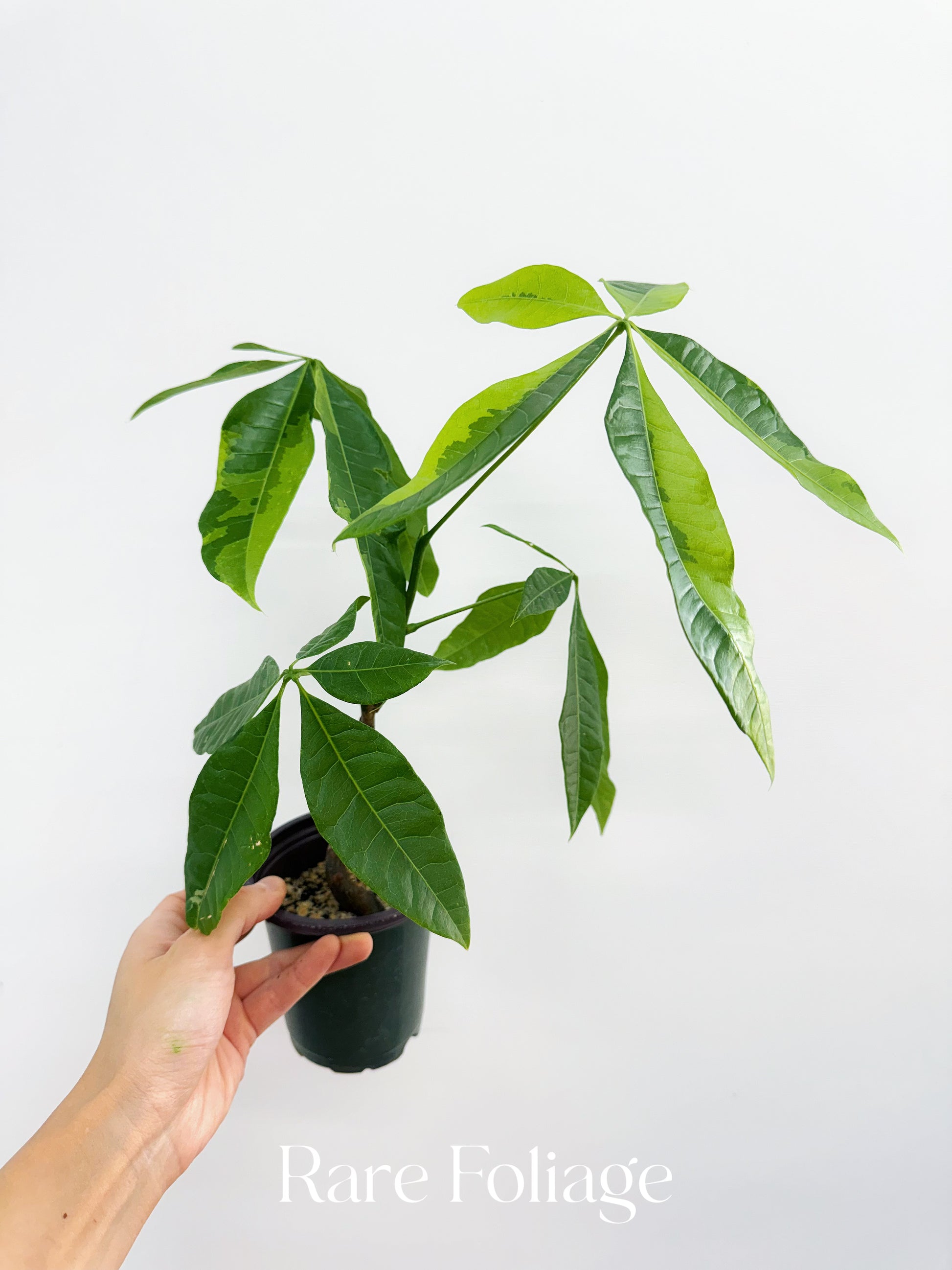 money tree new leaves Lemon Lime Variegated Money Tree (Non-Grafted) 4” – Rare Foliage Plant Co