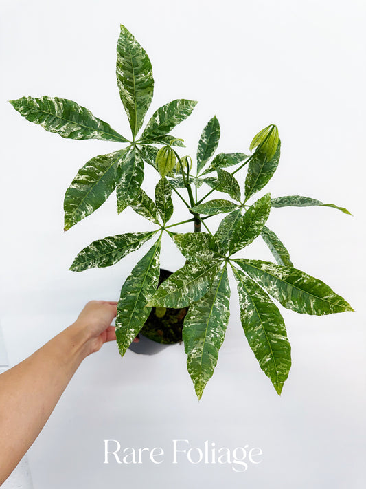 Variegated Money Tree (Grafted) 6”