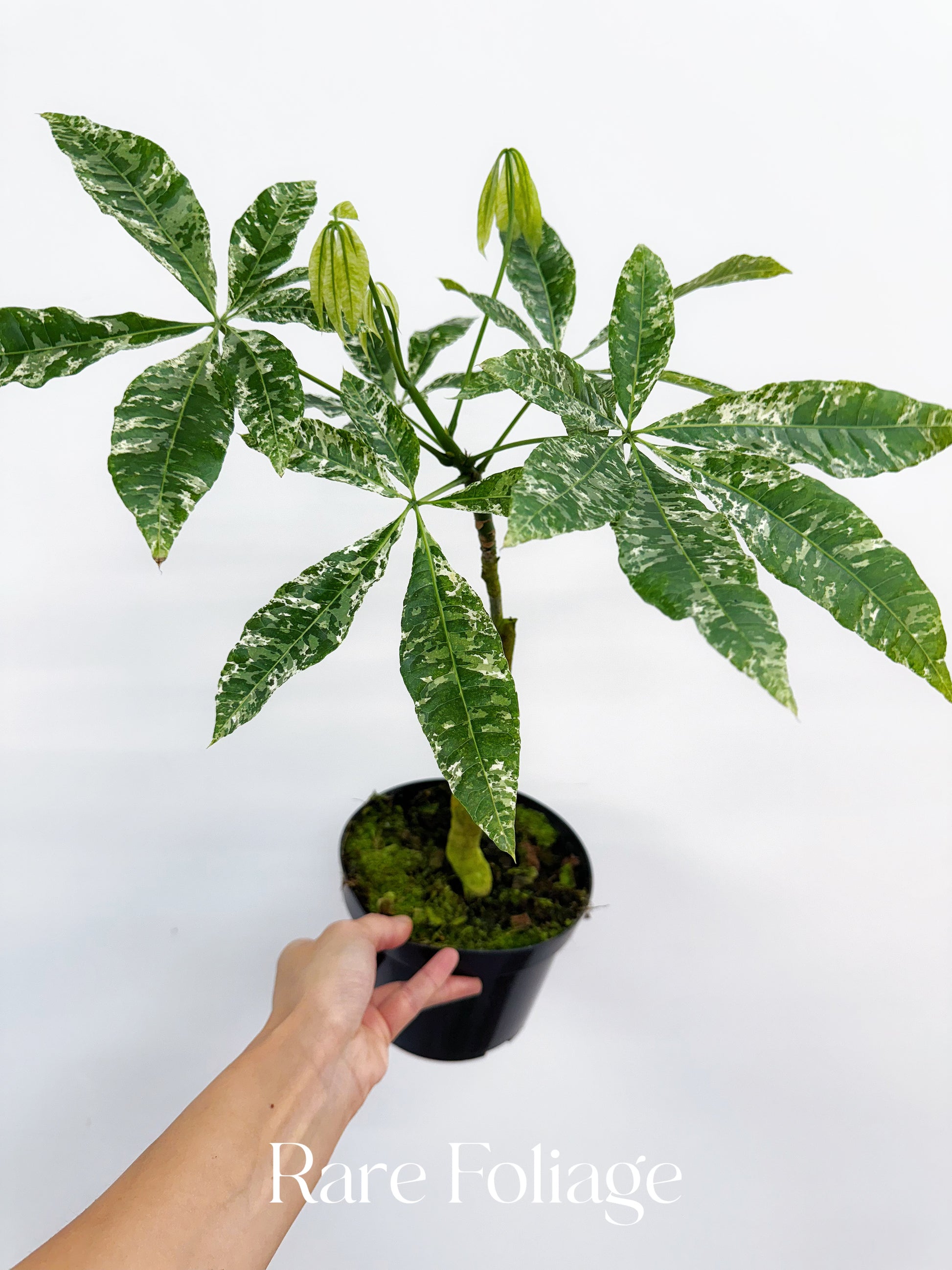 variegated money plant Variegated Money Tree (Grafted) 6”