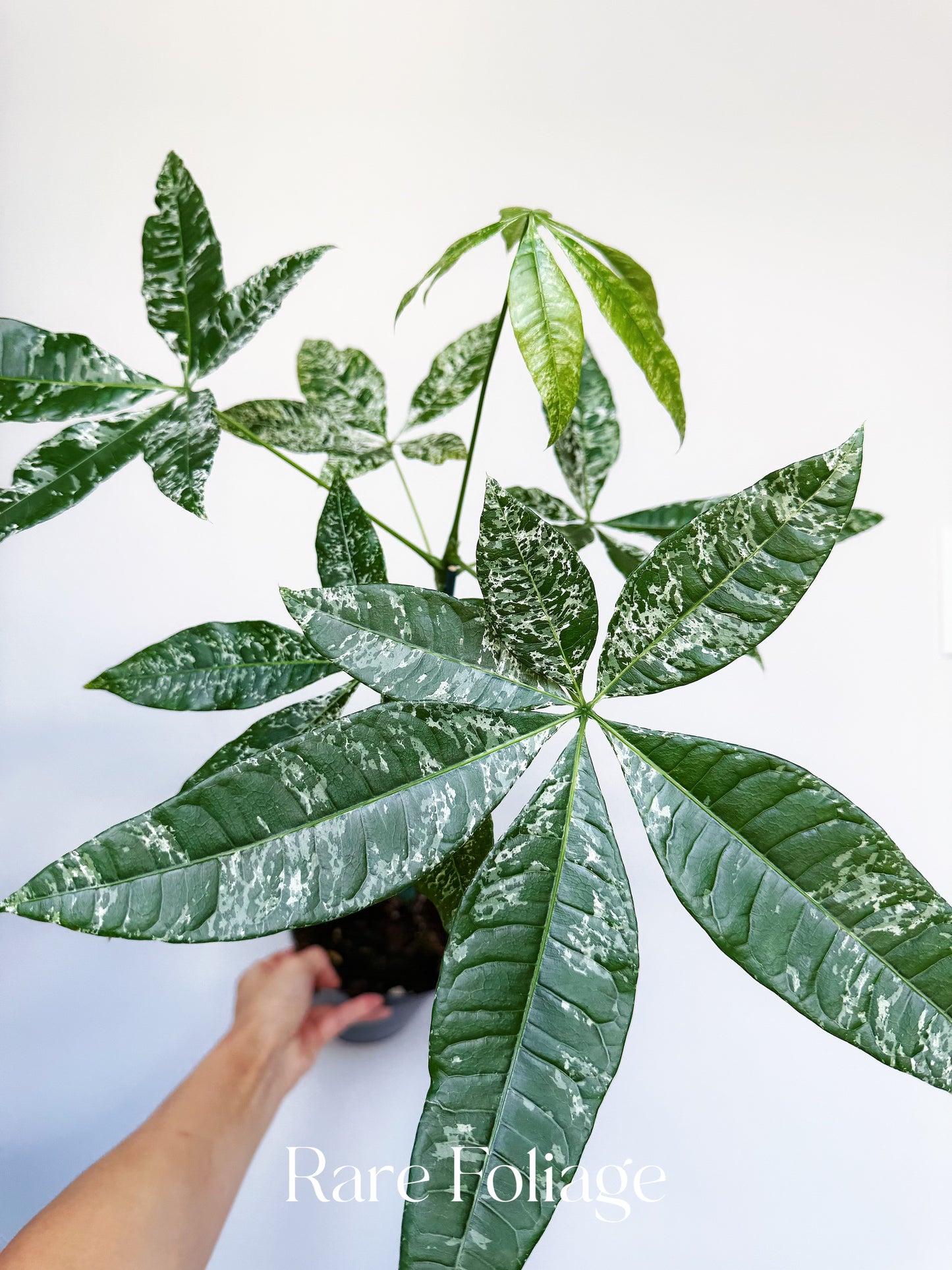 Variegated Money Tree (Non-Grafted) 5” XL