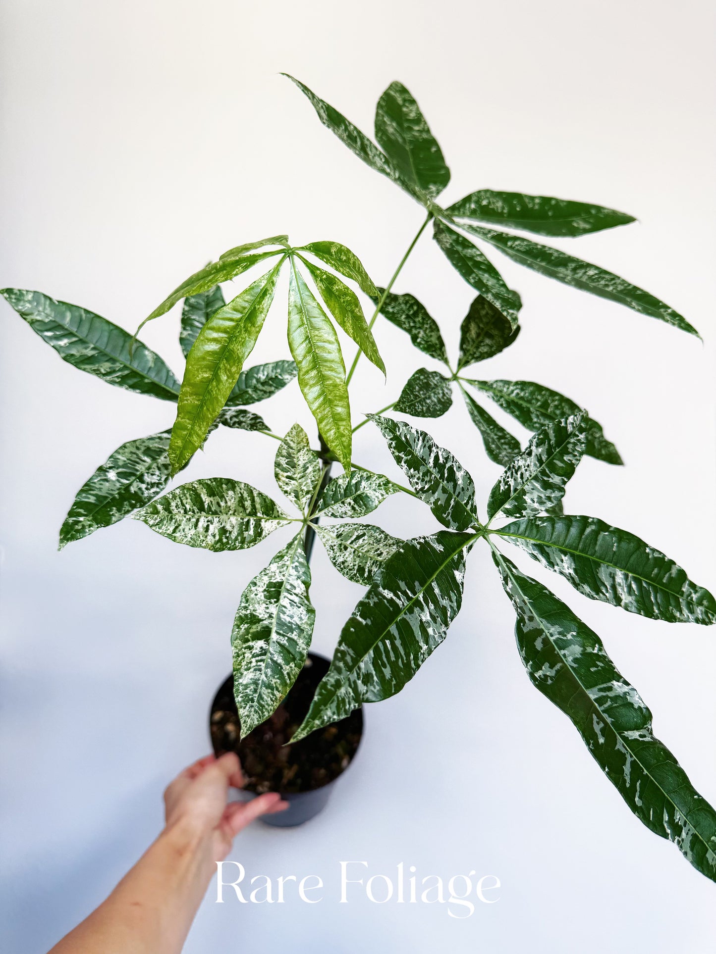 Variegated Money Tree (Non-Grafted) 5” XL