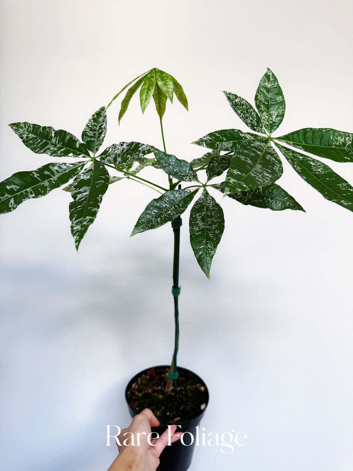 Variegated Money Tree (Non-Grafted) 5” XL