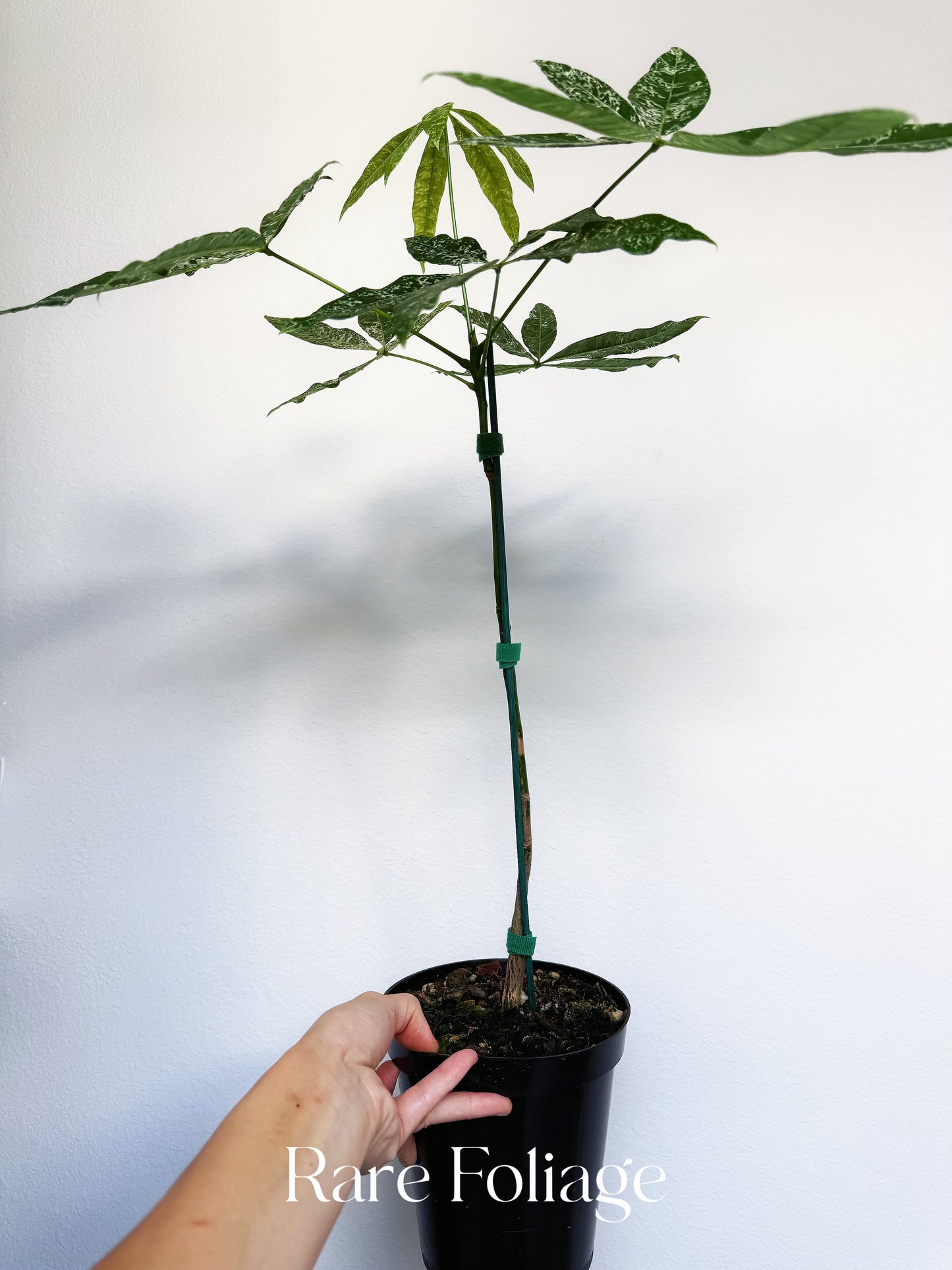 Variegated Money Tree (Non-Grafted) 5” XL