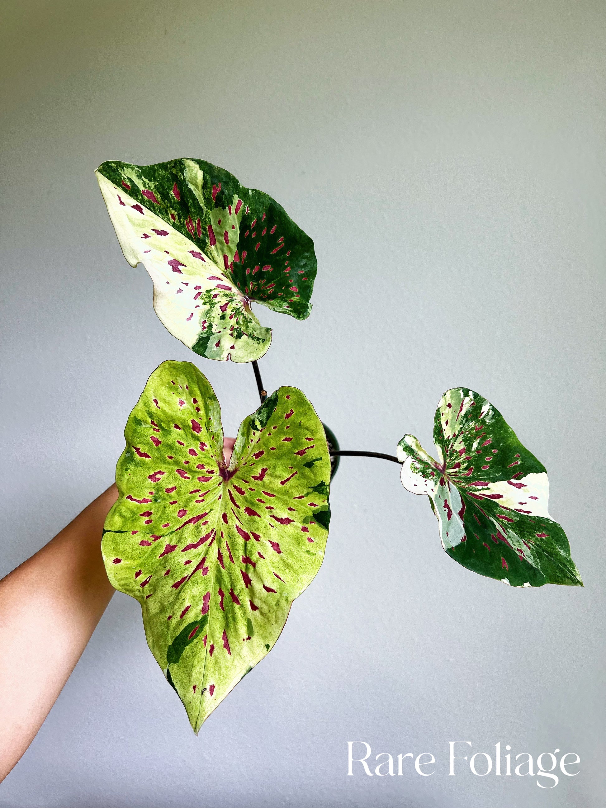 Caladiums Varigated Variegated Thai Caladium No ID 4” – Rare Foliage Plant Co