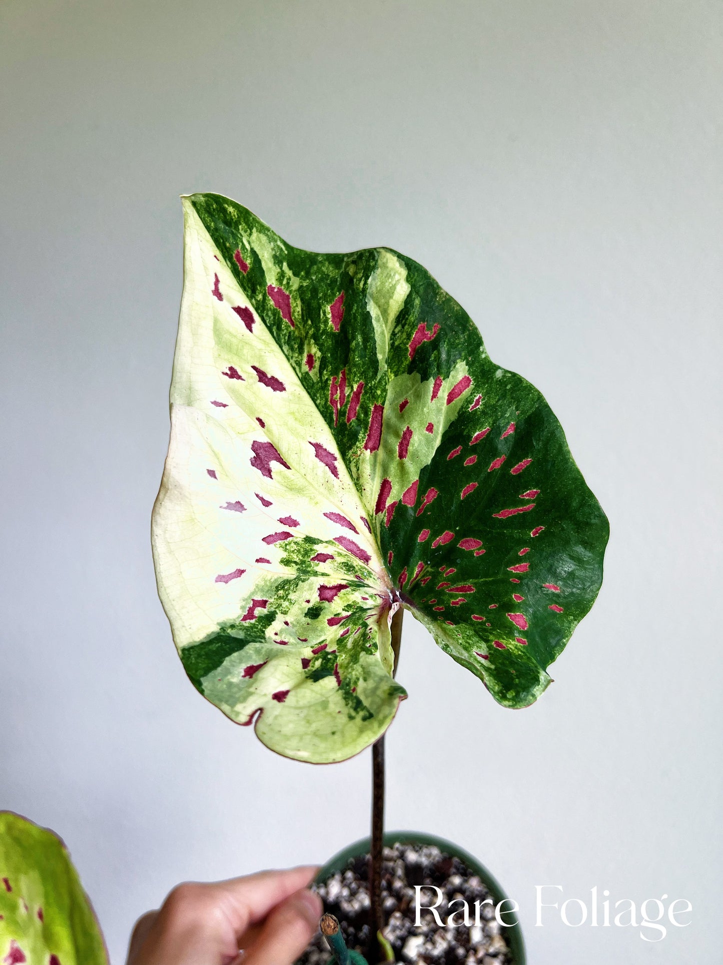 Variegated Thai Caladium No ID 4”