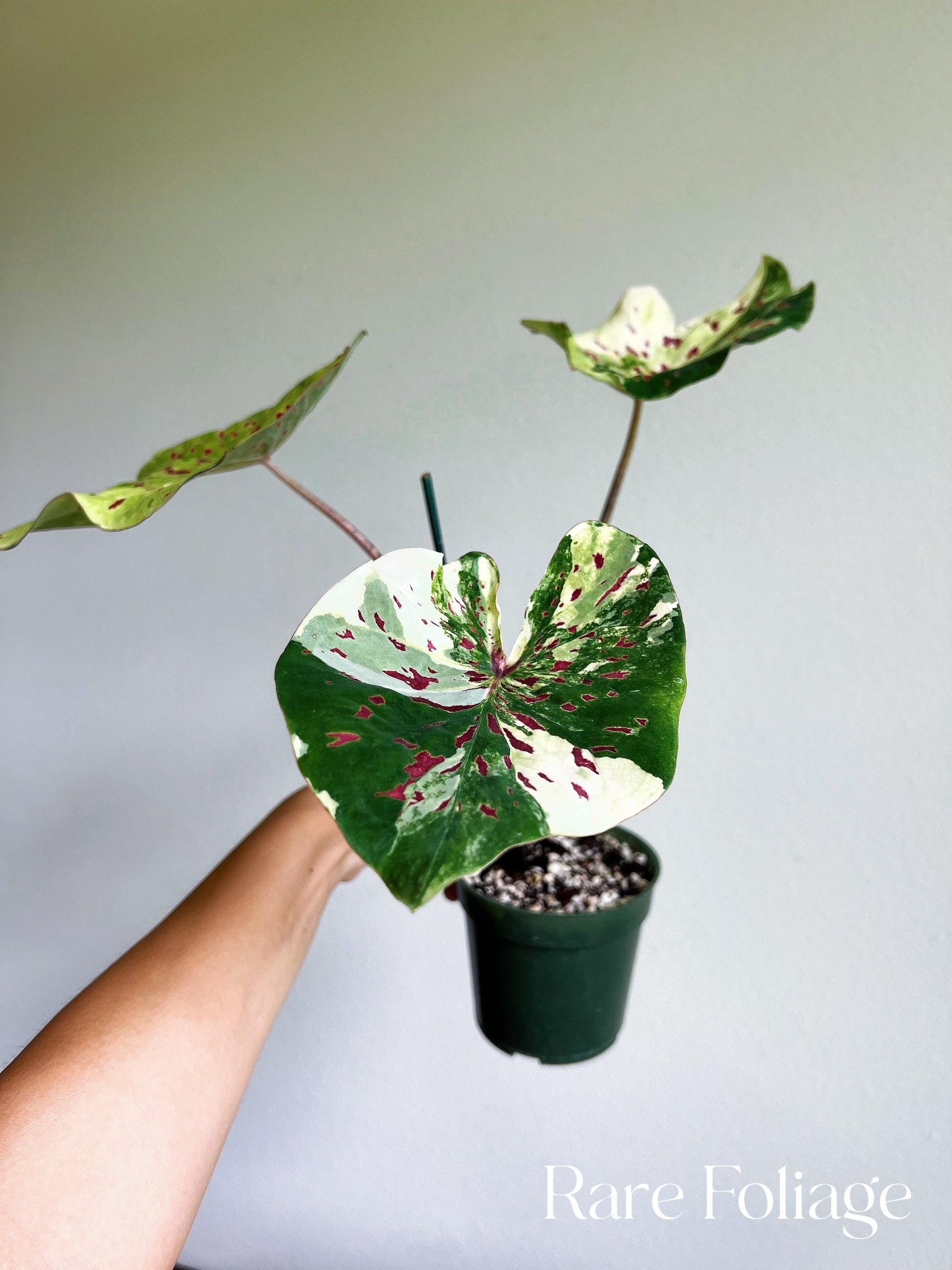 Caladiums Varigated Variegated Thai Caladium No ID 4” – Rare Foliage Plant Co