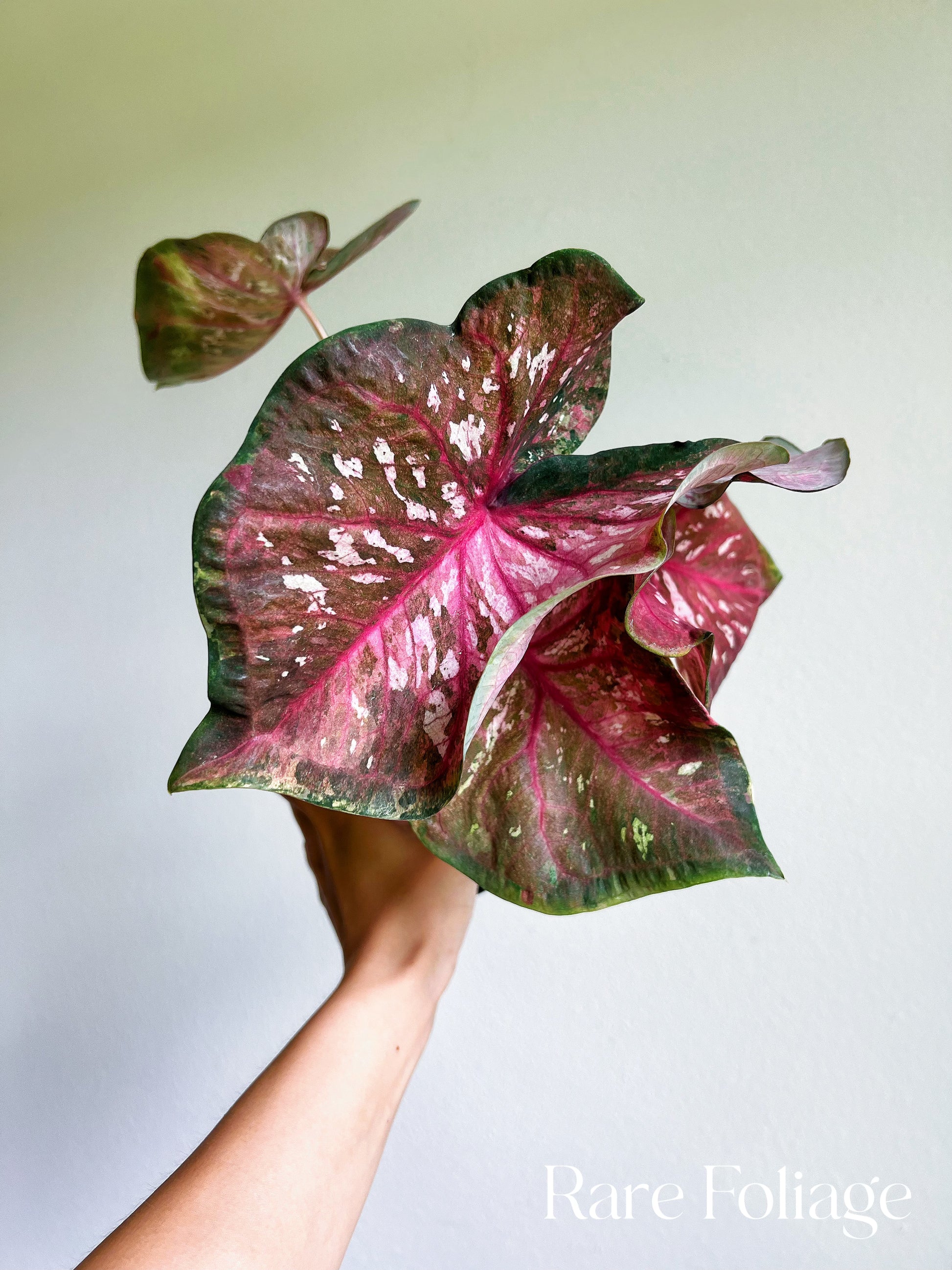 Caladiums Varigated Variegated Thai Caladium No ID 4” – Rare Foliage Plant Co