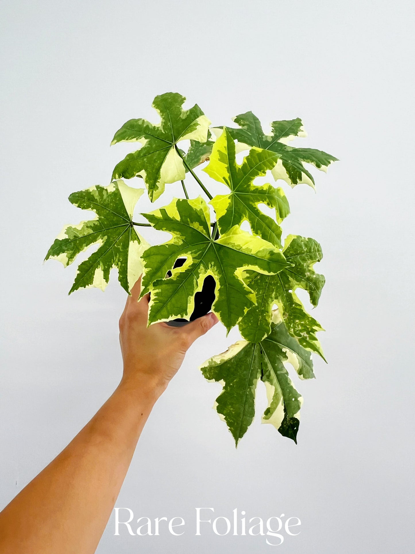 Variegated Tree Spinach *Cnidoscolus Aconitifolius* 3”