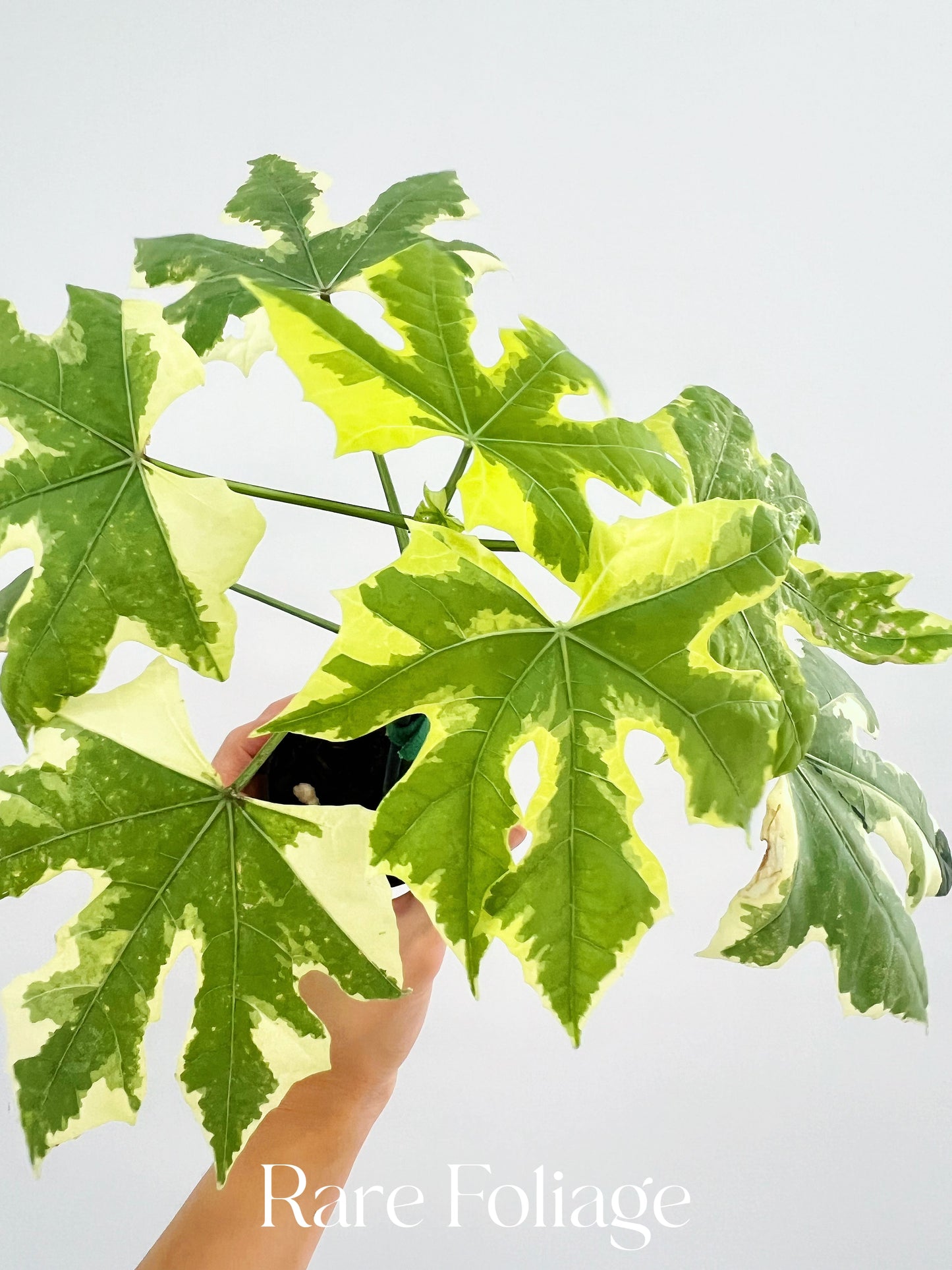 Variegated Tree Spinach *Cnidoscolus Aconitifolius* 3”