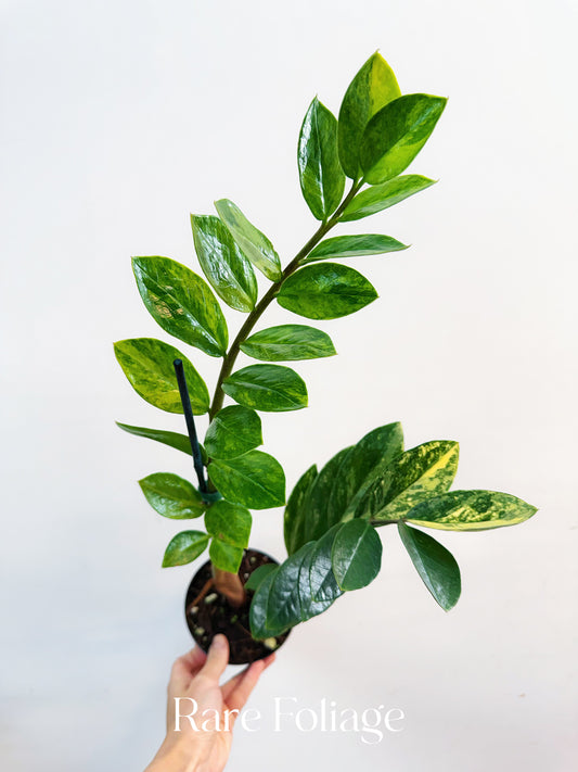 ZZ Variegated 5”