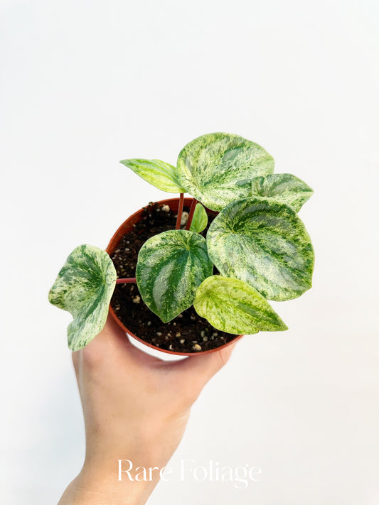 Watermelon Peperomia ‘Gold Dust’ 4”