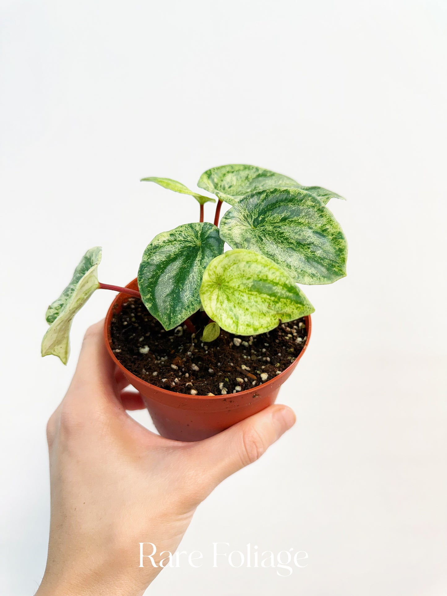 Watermelon Peperomia ‘Gold Dust’ 4”