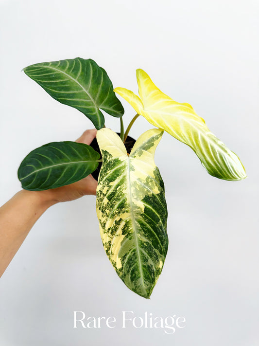 Xanthosoma Lindenii Variegated 4”