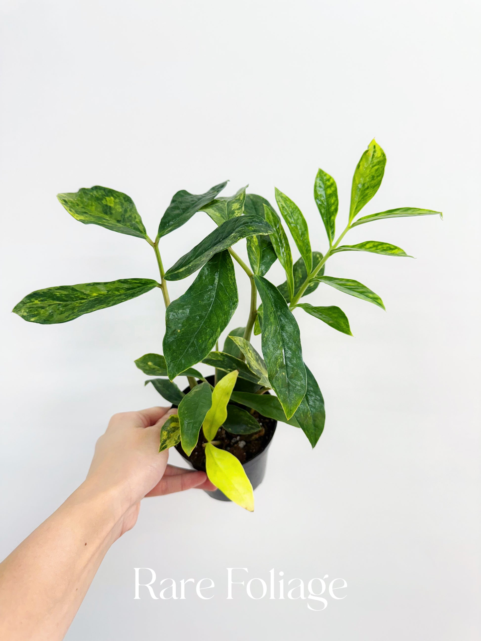 zz plant rare ZZ Wild Form Variegated 4” Exact Plant – Rare Foliage Plant Co