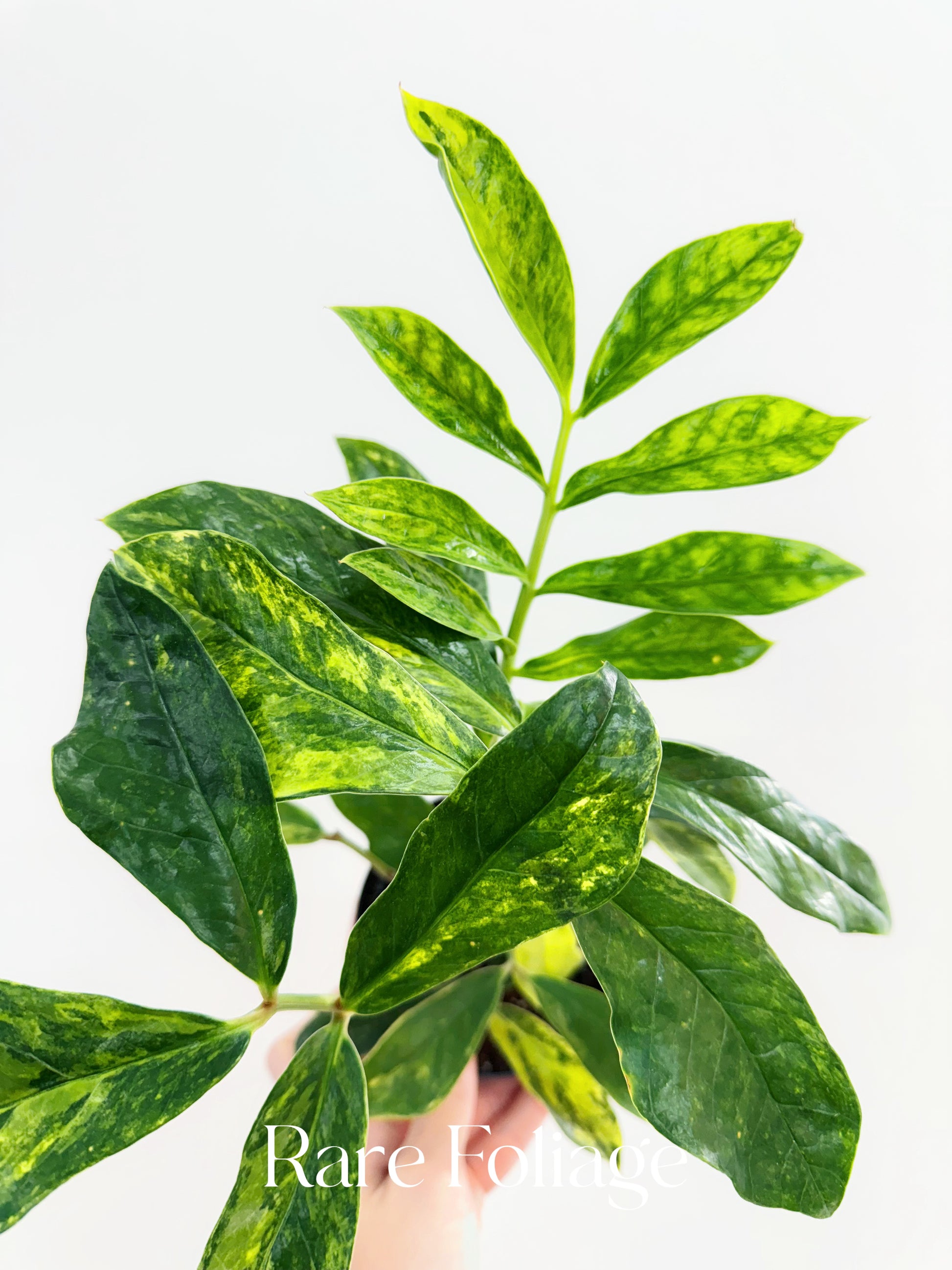 variegated zz plant price ZZ Wild Form Variegated 4” Exact Plant – Rare Foliage Plant Co