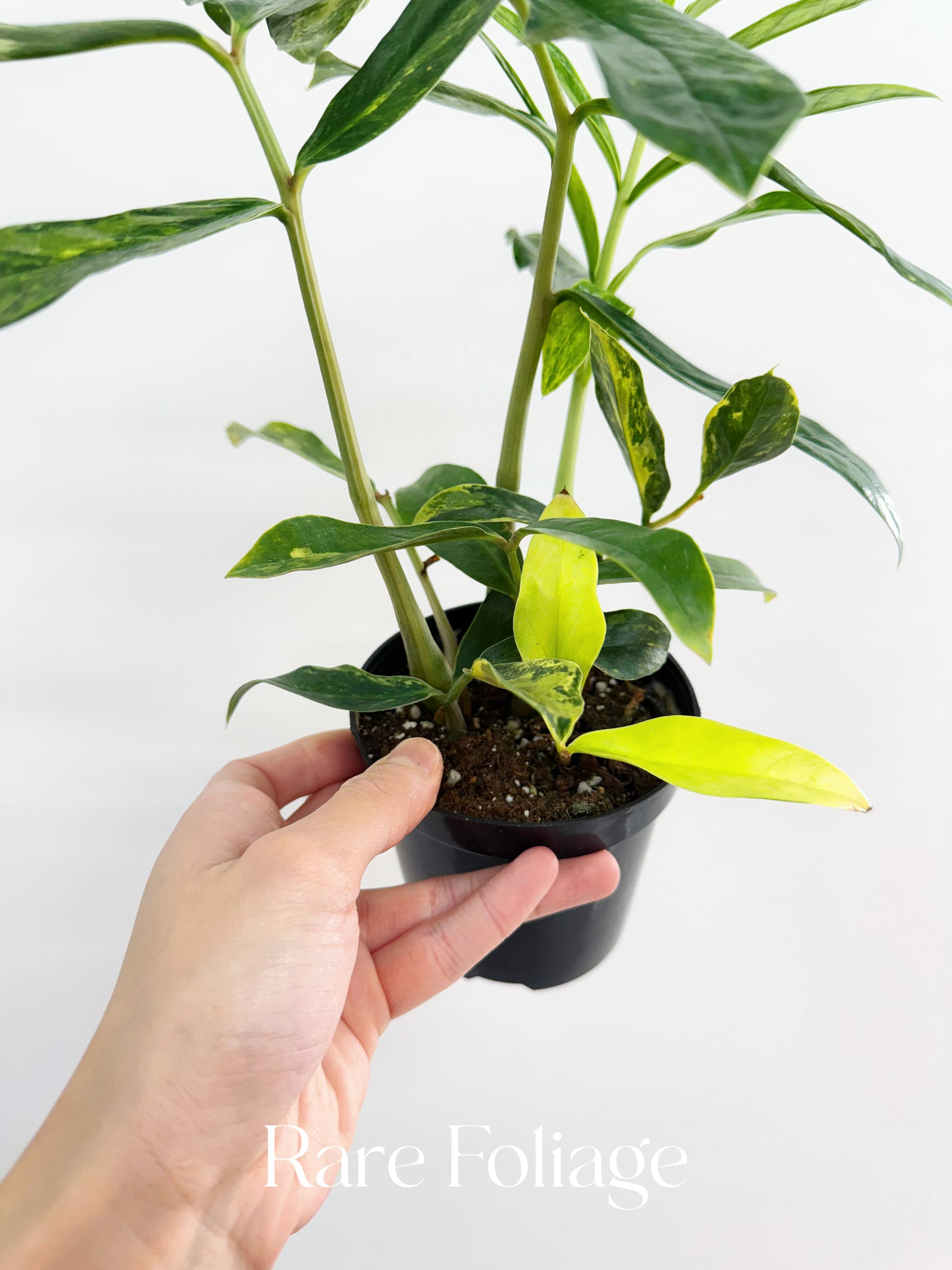 wild interiors zz plant ZZ Wild Form Variegated 4” Exact Plant – Rare Foliage Plant Co