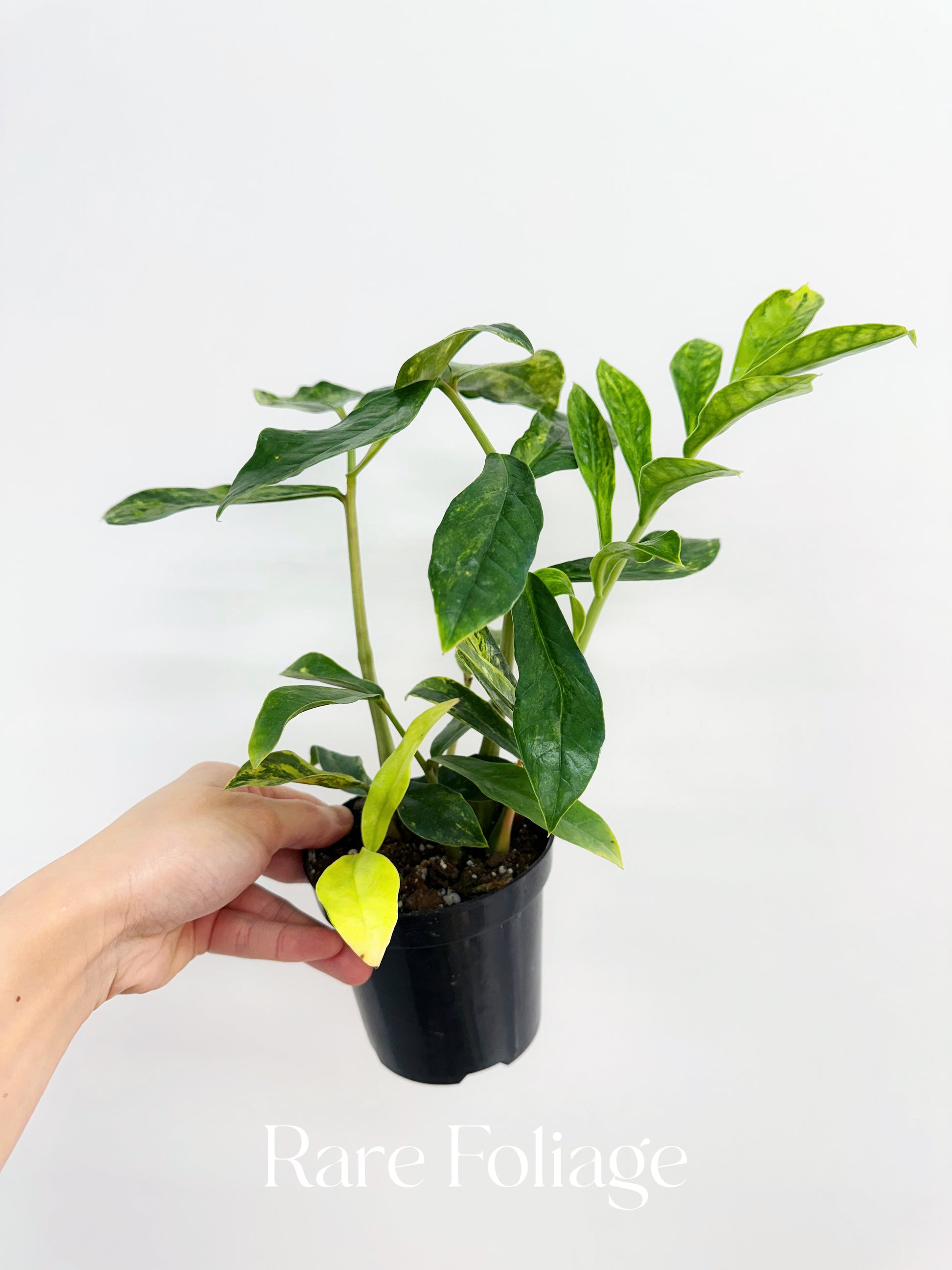 young zz plant ZZ Wild Form Variegated 4” Exact Plant – Rare Foliage Plant Co