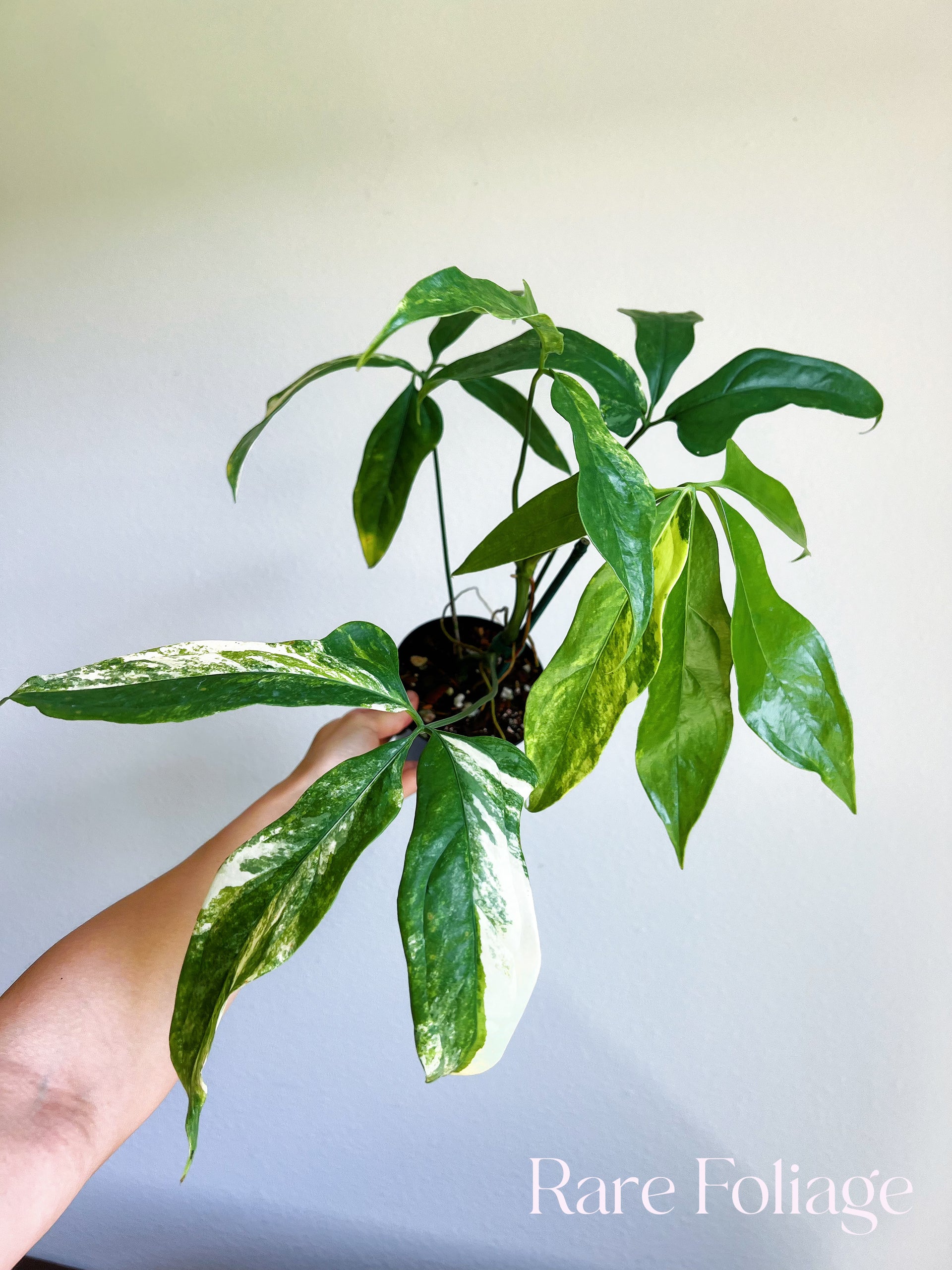 Anthurium Clavigerum Variegated 4” Exact Plant – Rare Foliage Plant Co