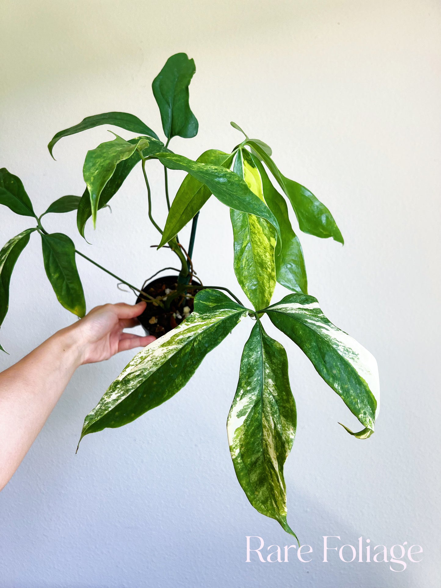 Anthurium Clavigerum Variegated 4” Exact Plant