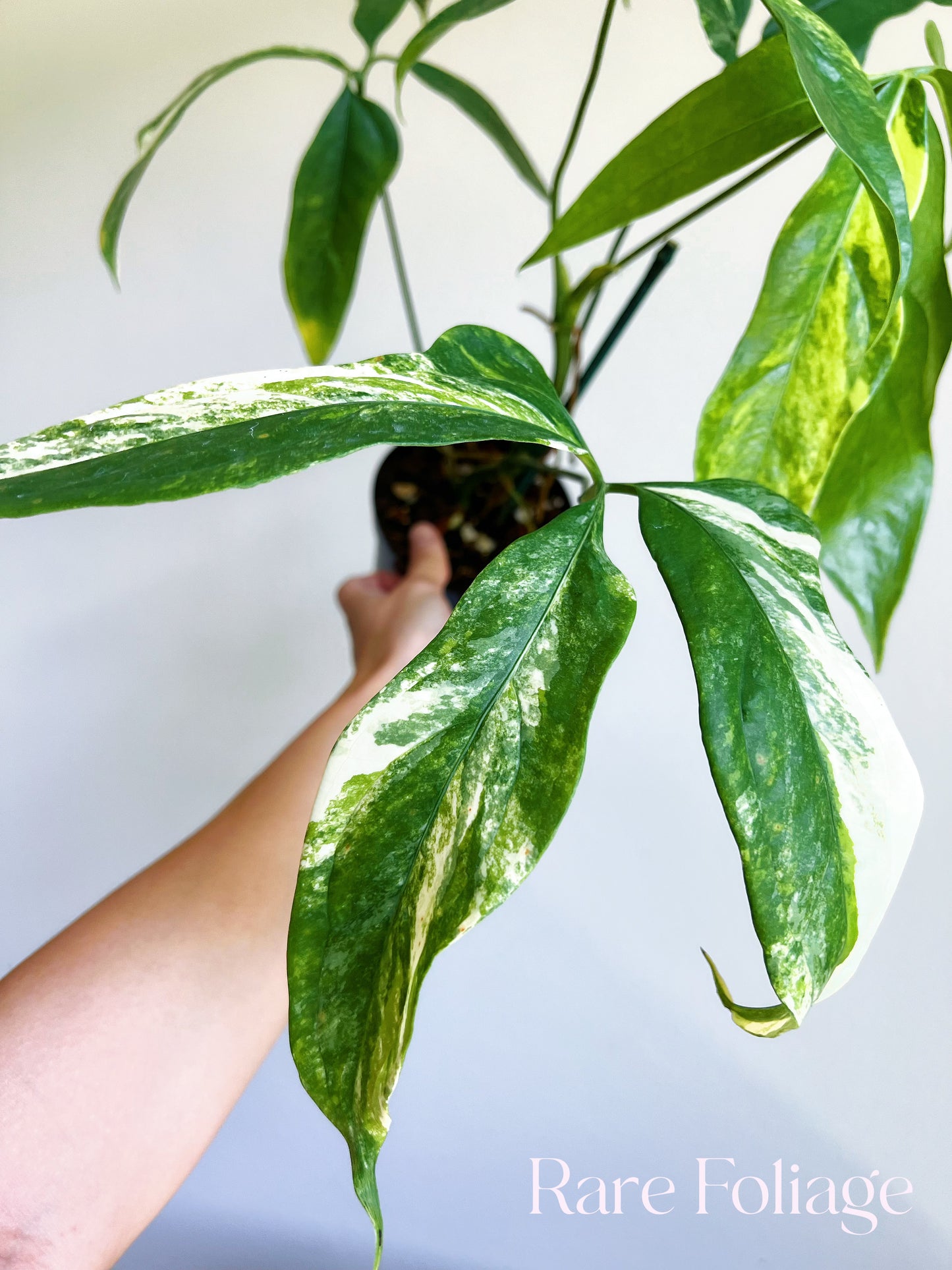 Anthurium Clavigerum Variegated 4” Exact Plant