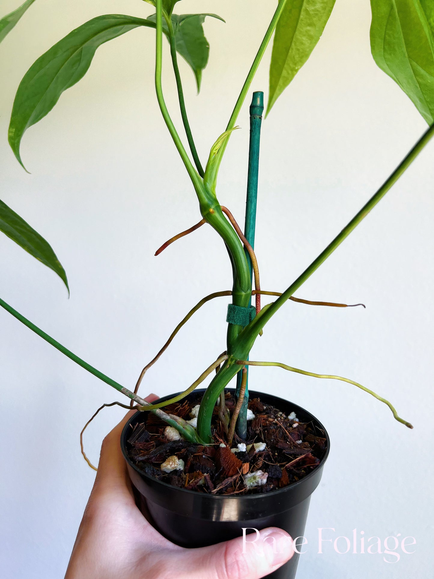 Anthurium Clavigerum Variegated 4” Exact Plant