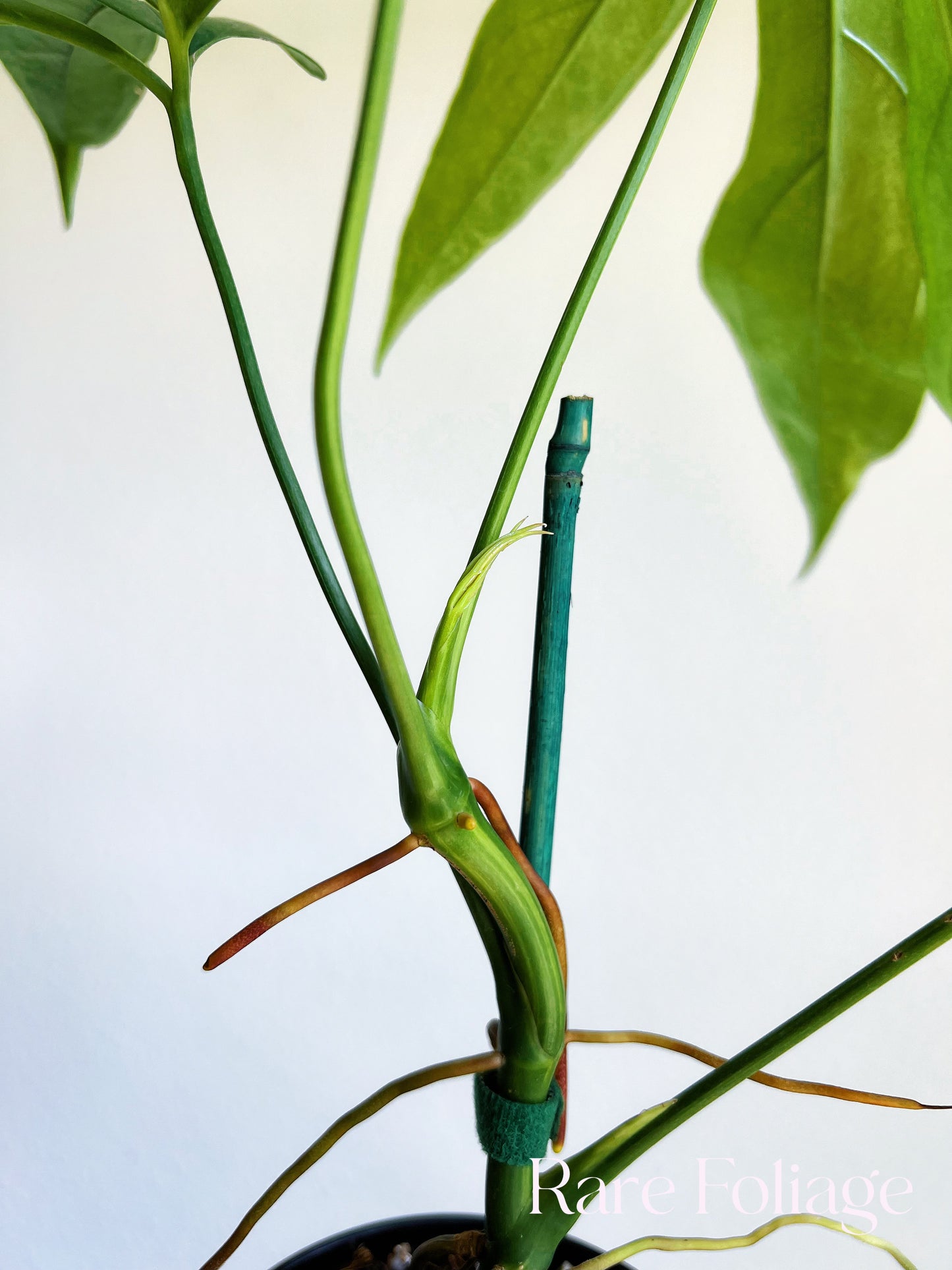 Anthurium Clavigerum Variegated 4” Exact Plant