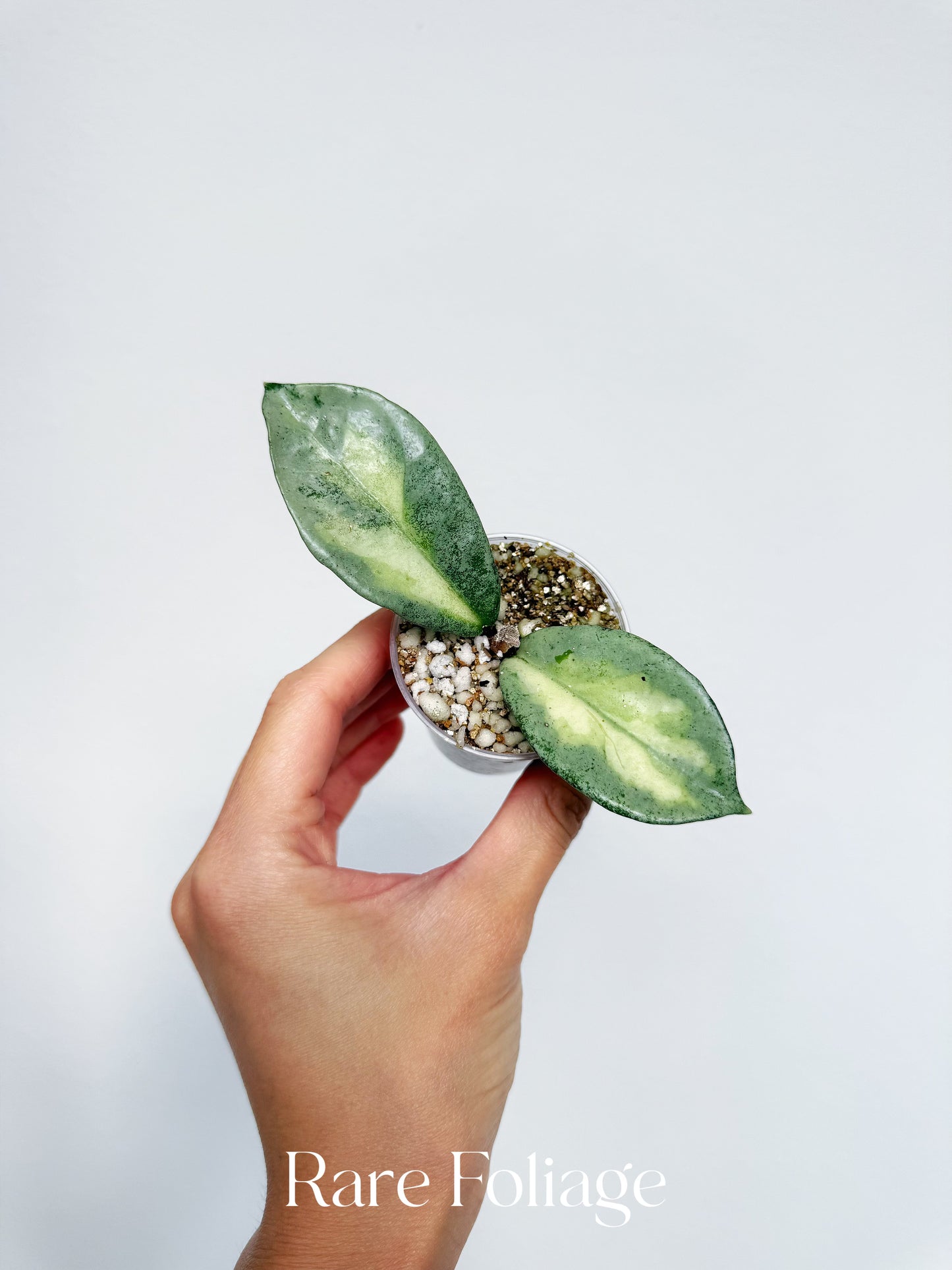 Hoya Argentea Princess 2”