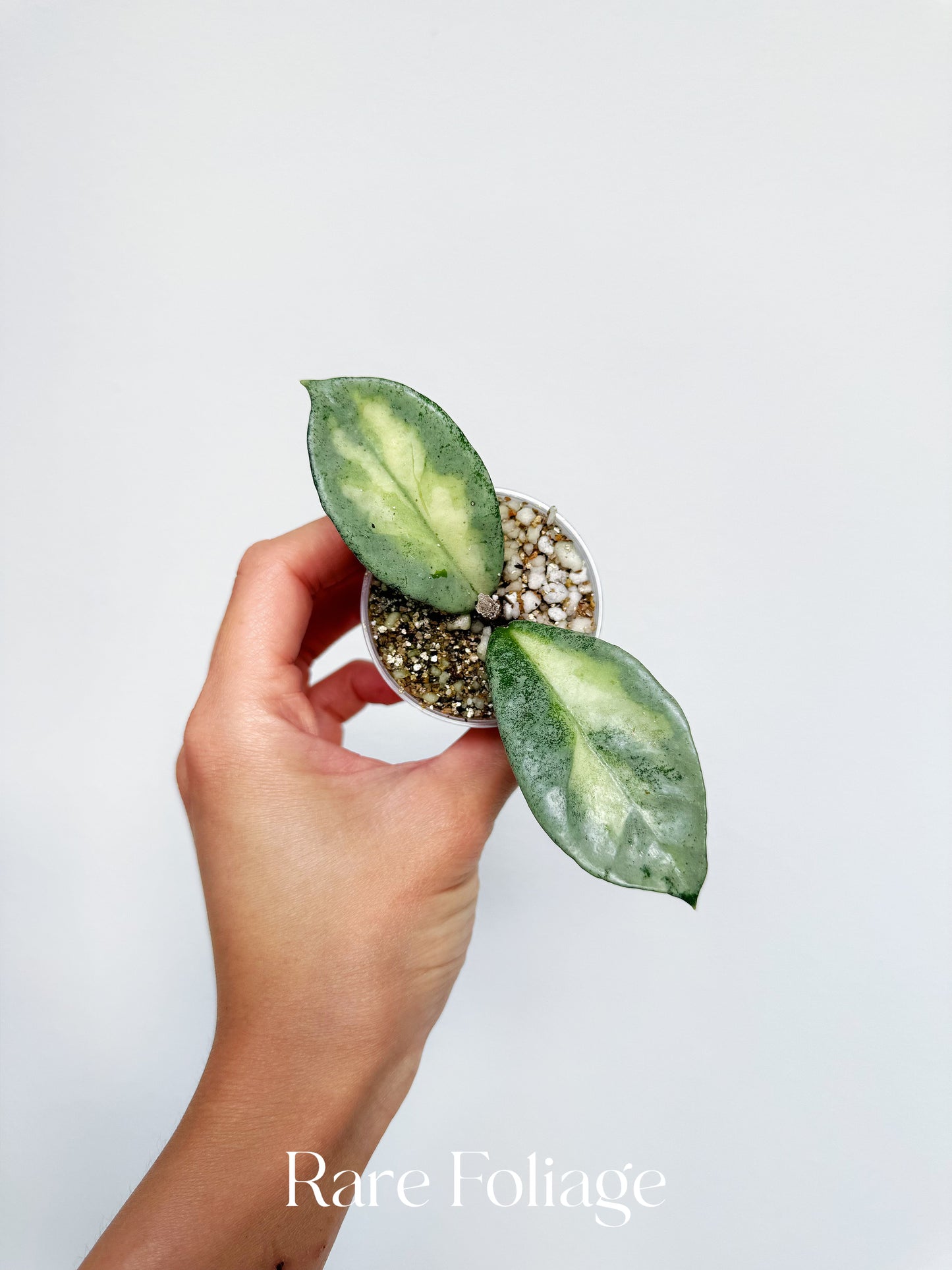 Hoya Argentea Princess 2”