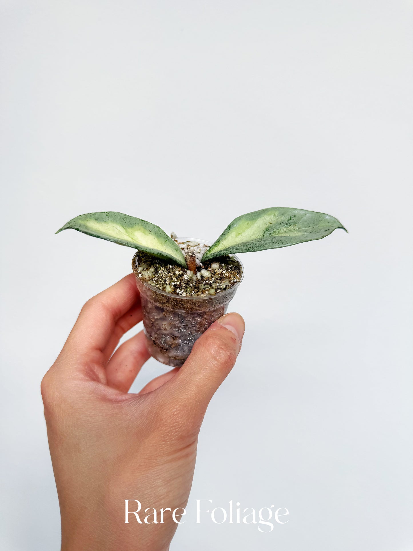 Hoya Argentea Princess 2”