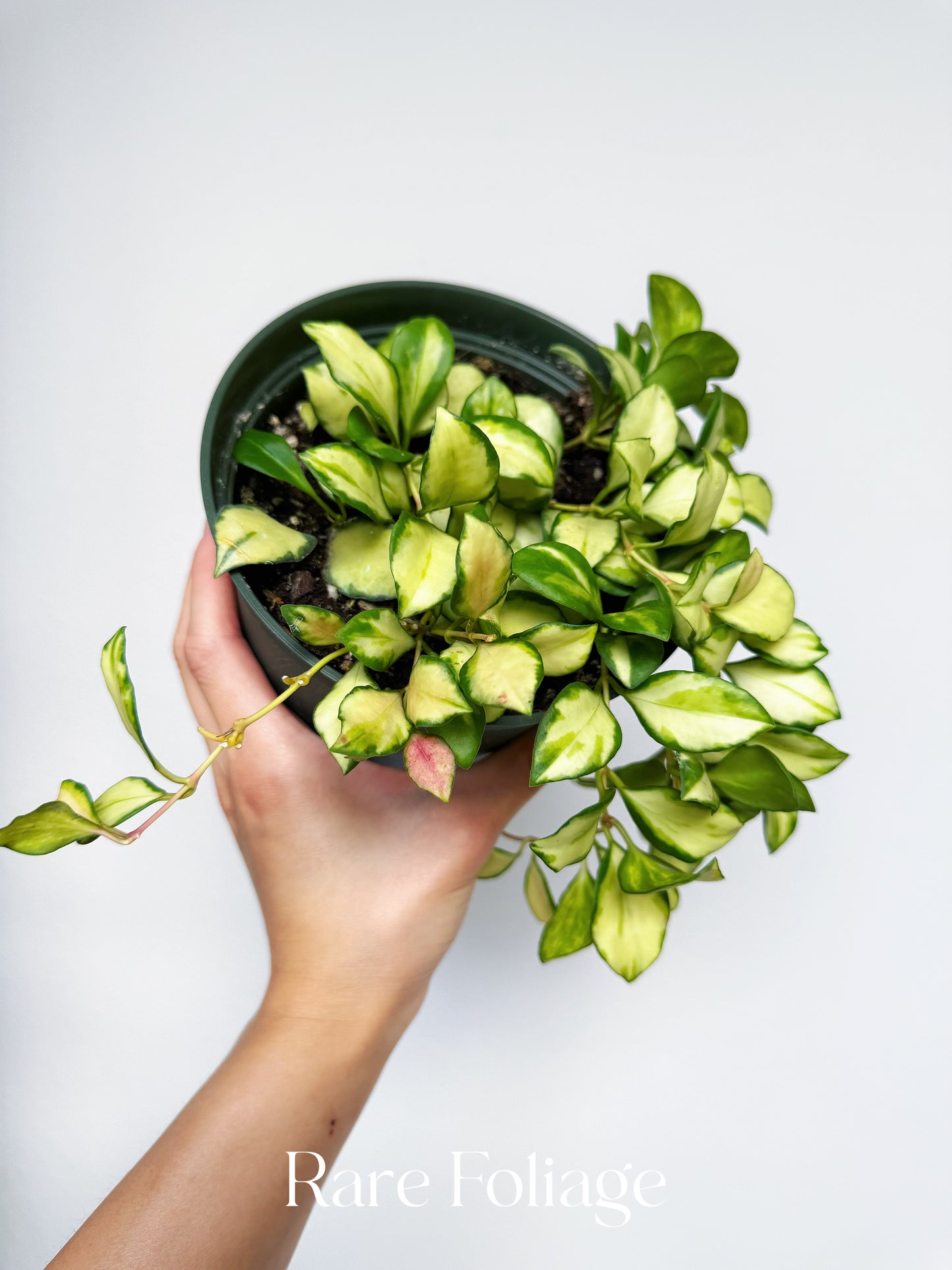 Hoya Heuschkeliana Variegata 6”