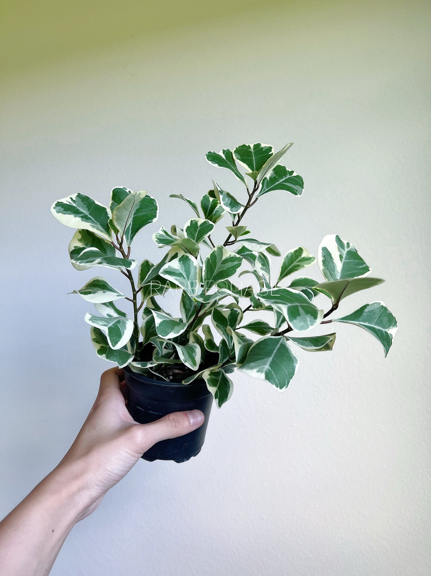 Ficus Triangularis Variegata 4" - US SELLER